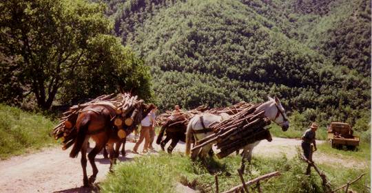  Image name: 34 Carbonai.jpg 
 width: 540 pixel 
 height: 281 pixel 
 Size: 42573 bytes 
 Click to enlarge 